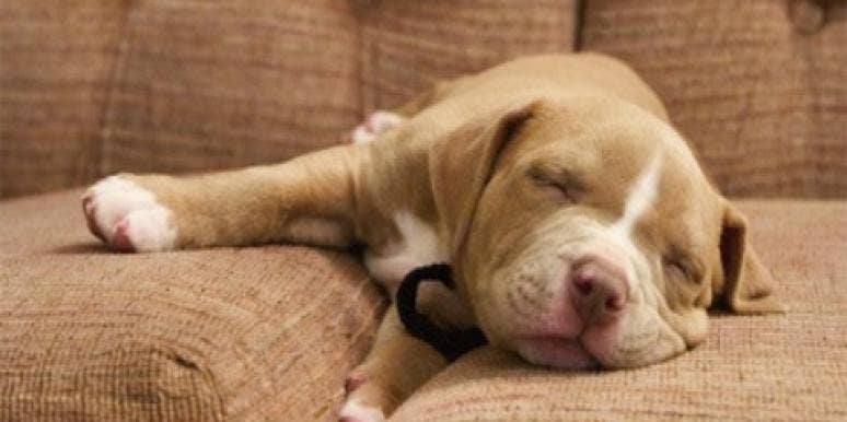 12 Reasons Pitbulls Are Really Big Bundles Of Love 12 Reasons Pitbulls Are Really Big Bundles Of Love