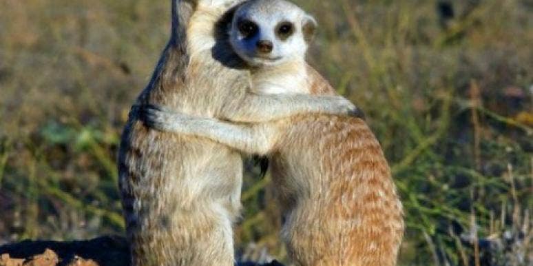 8 Things Meerkats Can Teach Us About Love