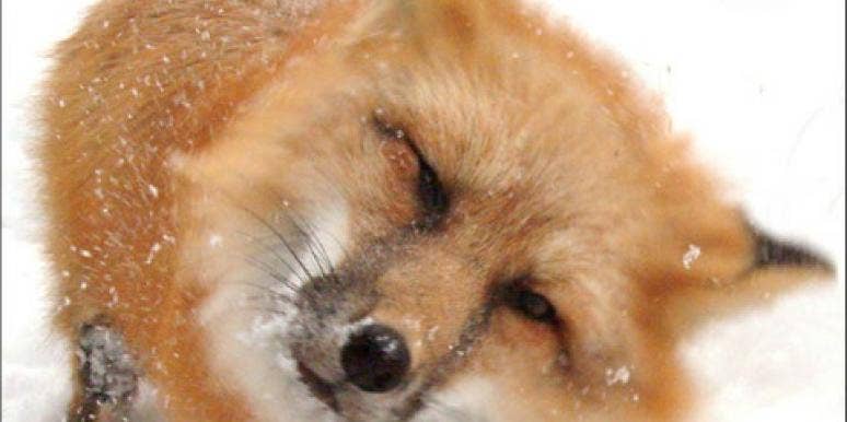 fox fox