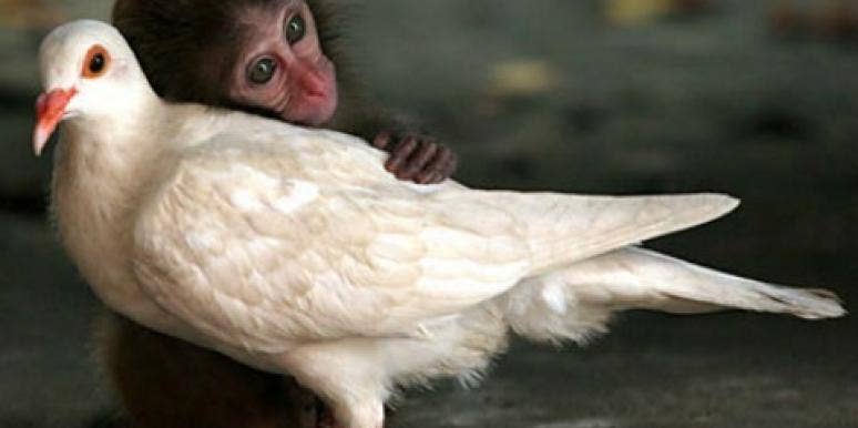 6 Stories Of Interspecies Love to Warm Your Heart 6 Stories Of Interspecies Love to Warm Your Heart