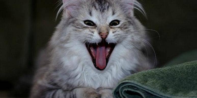 'Cute Animals, Bad Dates': Real Lines From Dating Websites 'Cute Animals, Bad Dates': Real Lines From Dating Websites