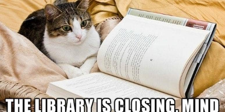 9 Cats Trying To Hit On You With Government Shutdown Pickup Lines