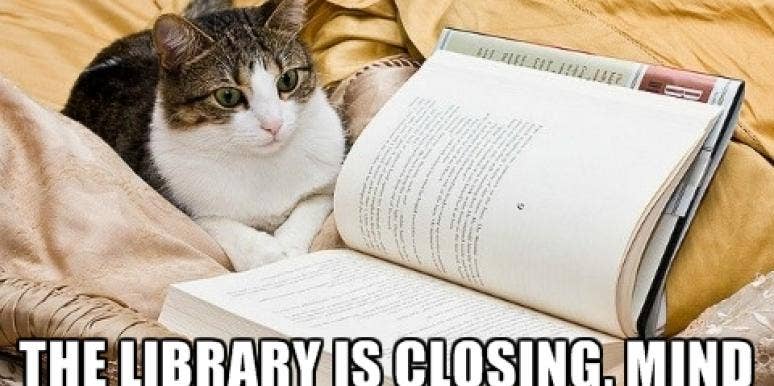 9 Cats Trying To Hit On You With Government Shutdown Pickup Lines 9 Cats Trying To Hit On You With Government Shutdown Pickup Lines
