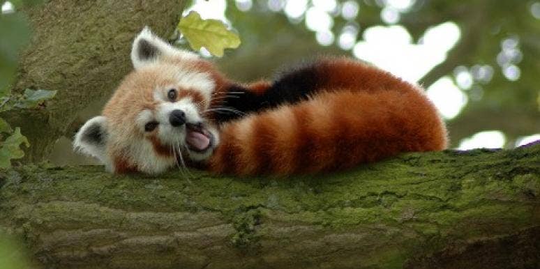 red panda red panda