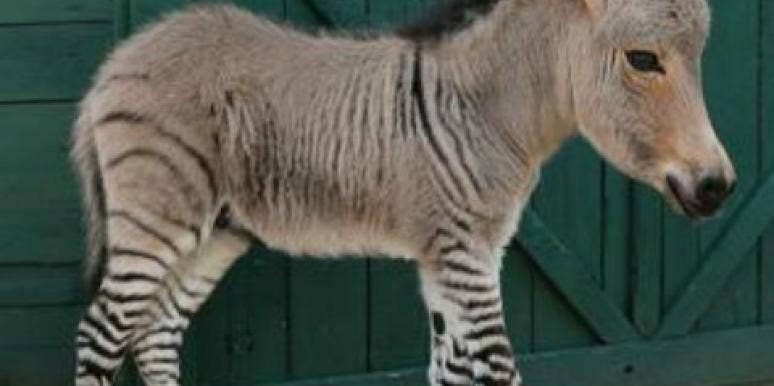 11 Cutest Crossbreeds 11 Cutest Crossbreeds