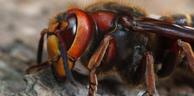 What Are Murder Hornets? The Latest Horrifying Insect Phenomenon To Plague Us In 2020 What Are Murder Hornets? The Latest Horrifying Insect Phenomenon To Plague Us In 2020