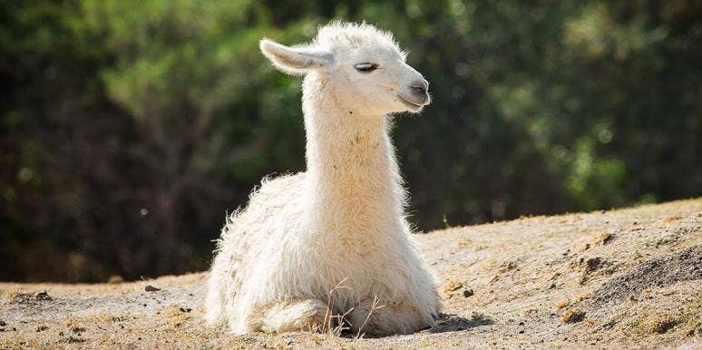 Can Llamas Cure Coronavirus (COVID-19)? Can Llamas Cure Coronavirus (COVID-19)?