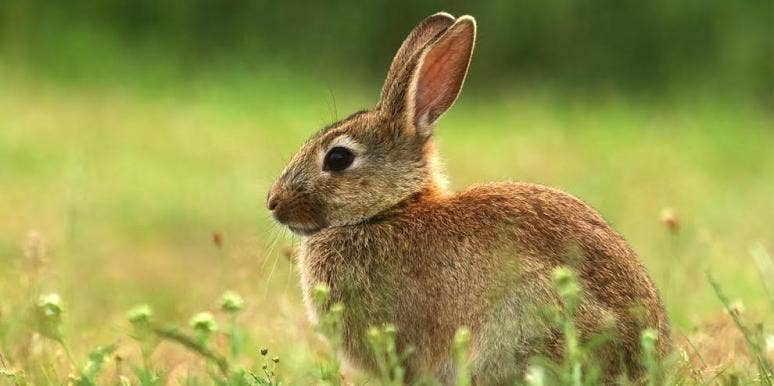 What is Bunny Ebola AKA Rabbit Hemorrhagic Disease? Why Rabbits In The U.S. Are Getting Sick At Alarming Rates