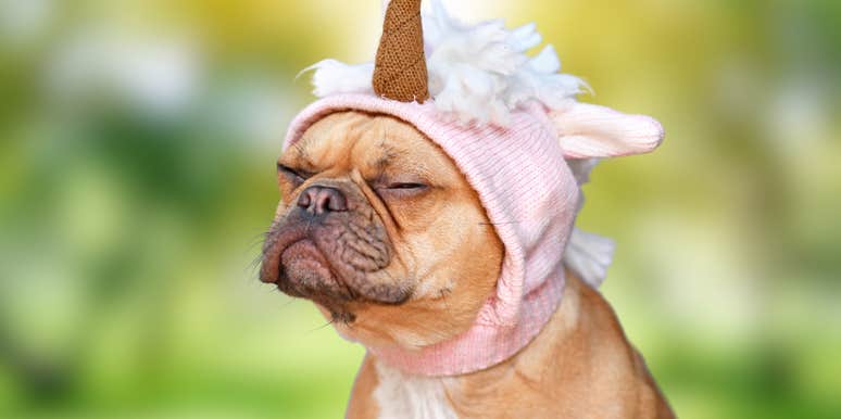 grumpy dog