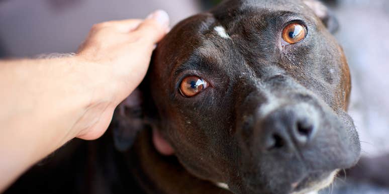 cute dog being pet by its owner