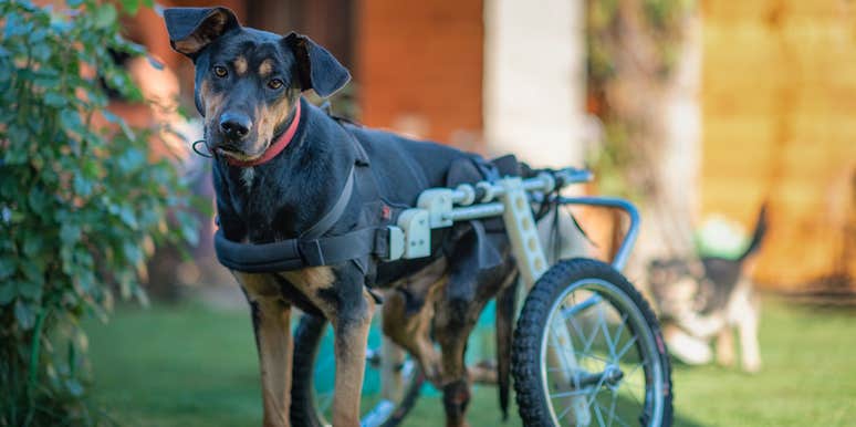 Welcome To Broken Biscuits Dog Park, The World's First Play Area For Disabled Dogs