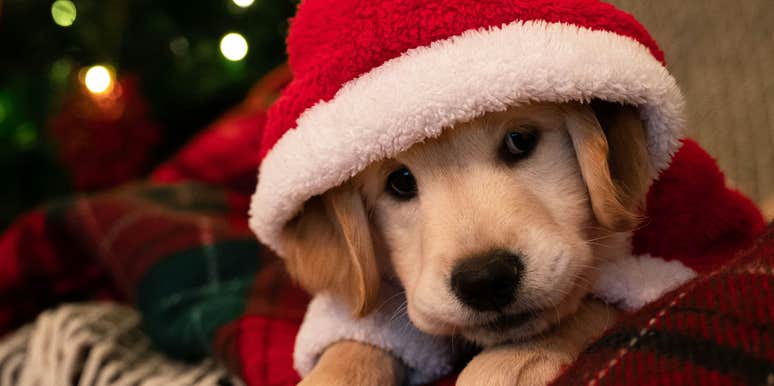 popular christmas song dogs hate