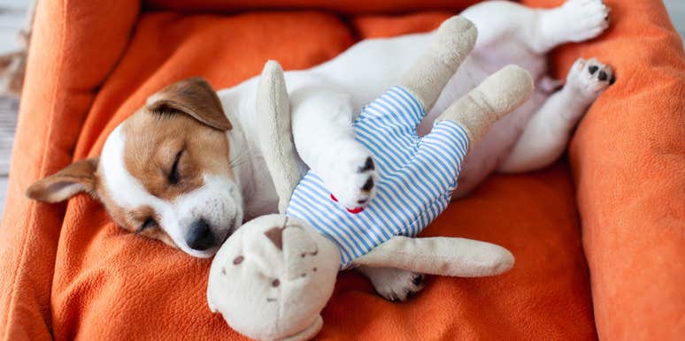 what your dogs sleeping position tells you about how they're feeling