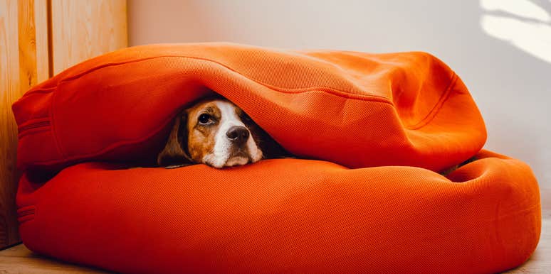 dog that is anxious about bright colors