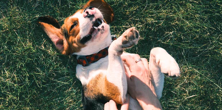 A dog on its back in a grassy field during a belly rub; illustrating the specific body language cues dogs use to express affection and safety within their human family.