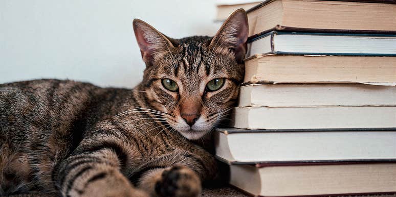 isambard kitten brunel the cat librarian at Oxford
