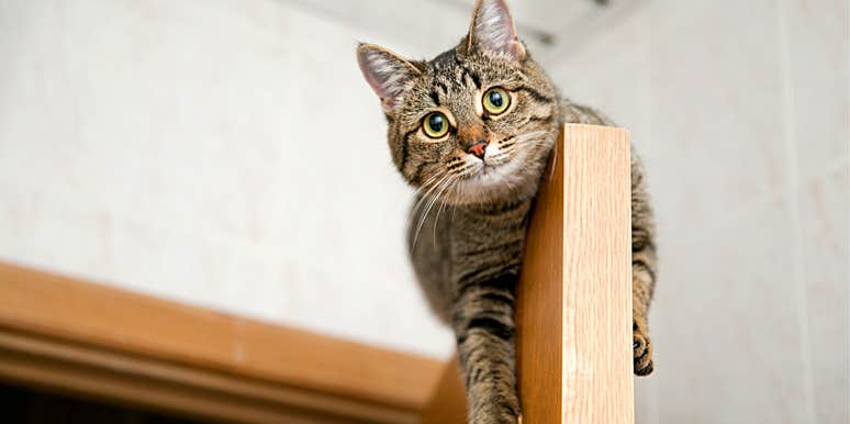 study finds cats always land feet spine flexibility