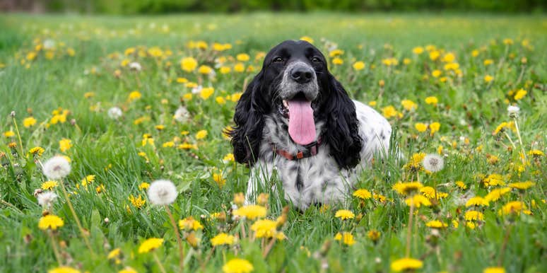 dogs kick grass after bathroom confident