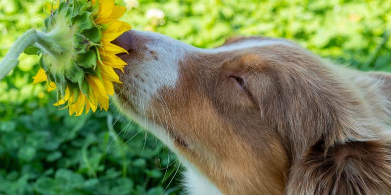 most important thing dogs mental health unhurried sniffy walks