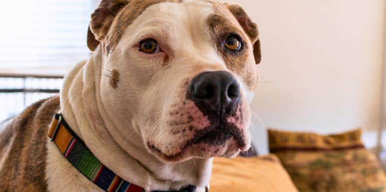 pitbull dog looking concerned sitting at home