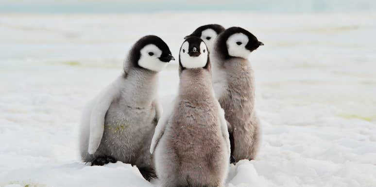 A tight huddle of penguins in a cold environment; illustrating the 'all-in' commitment and shared responsibility found in penguin colonies, highlighting the relationship traits humans could learn from.