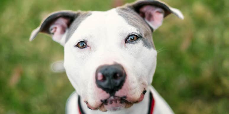 behaviors stressed out dogs show 