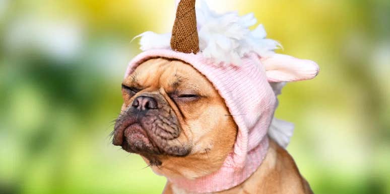 Tiny puppy wearing a pink unicorn hat, eyes closed.