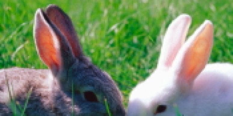 rabbits