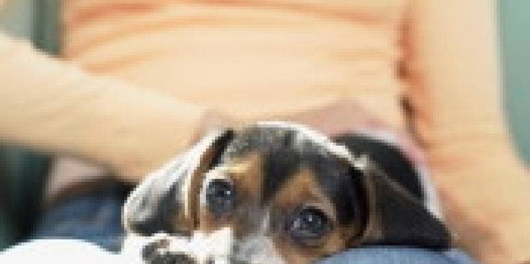 Fido's Love Lessons Fido's Love Lessons