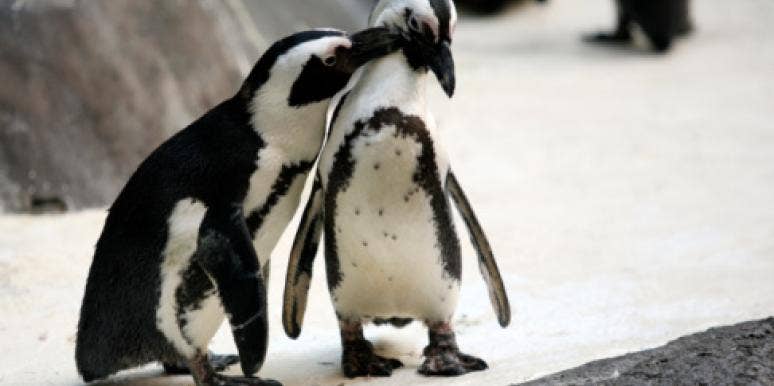 penguins