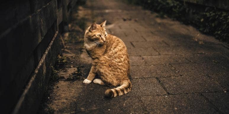 Who Is The Croydon Cat Killer? Details Serial Killer Conspiracy Theory London Who Is The Croydon Cat Killer? Details Serial Killer Conspiracy Theory London