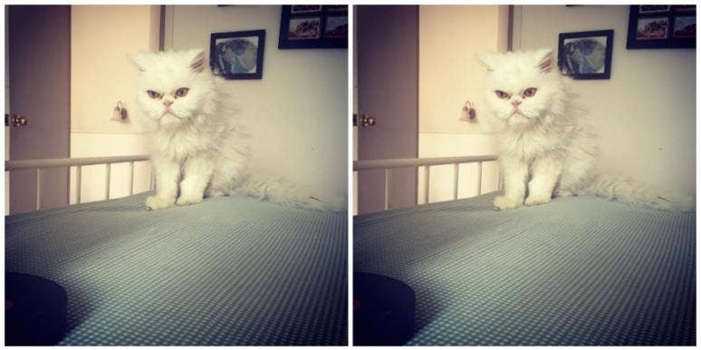 loss and grief of cat loss and grief of cat