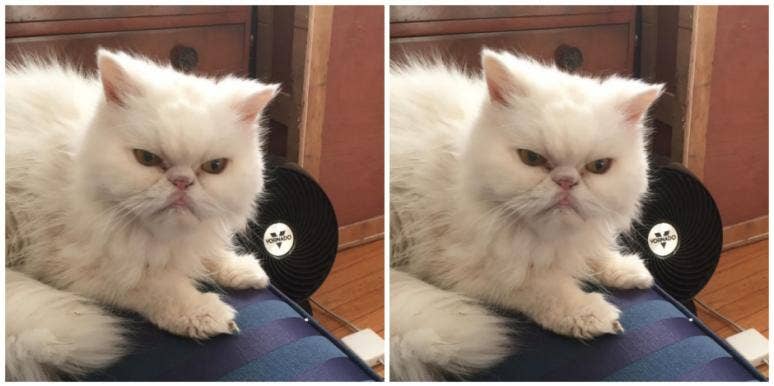 pet grieving pet grieving