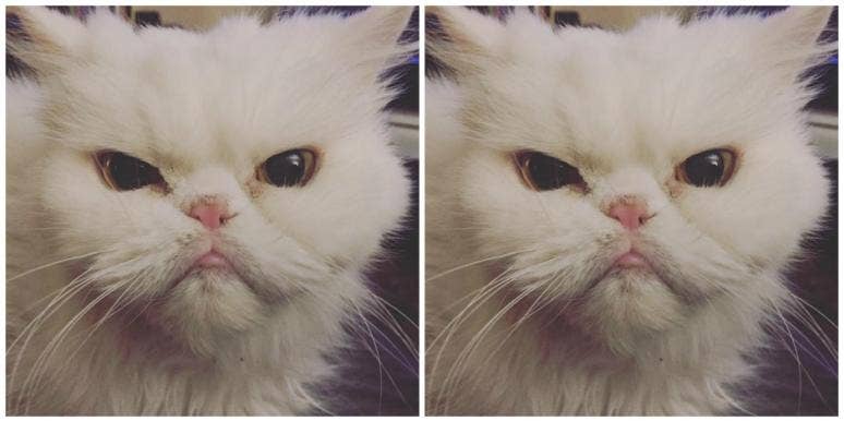 grief putting my cat to sleep grief putting my cat to sleep