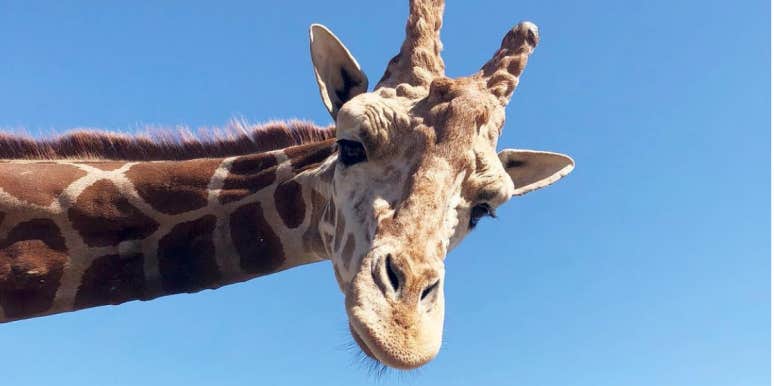 Who Is Stanley The Giraffe? New Details About The Fate Of The Malibu Wines Safari Mascot Following The California Wildfires Who Is Stanley the giraffe?Who Is Stanley The Giraffe? New Details About The Fate Of The Malibu Wines Safari Mascot Following The California Wildfires