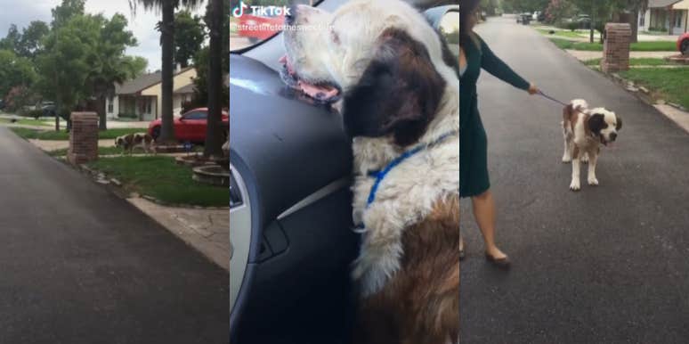 Images from Zimmer's TikTok of her taking the dog