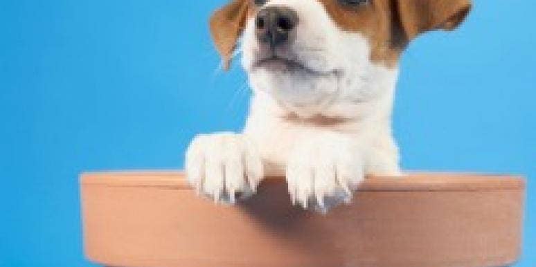 puppy vase puppy vase alert begging