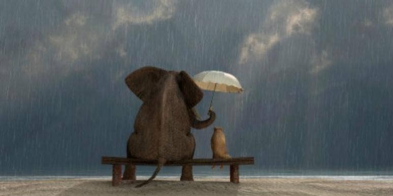 Gifs: Unusual Animal Relationships That Will Make You Go, “Awe!” elephant umbrella