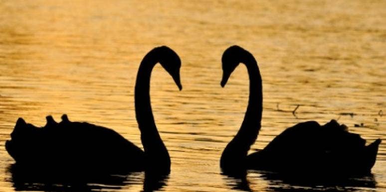 11 Animals That Mate For Life | YourTango 11 Animals That Mate For Life | YourTango