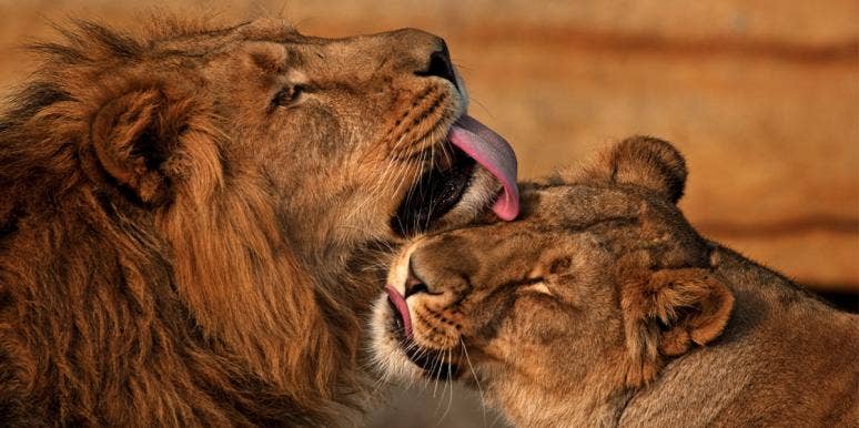 8 Grossest Things Animals Do For Love