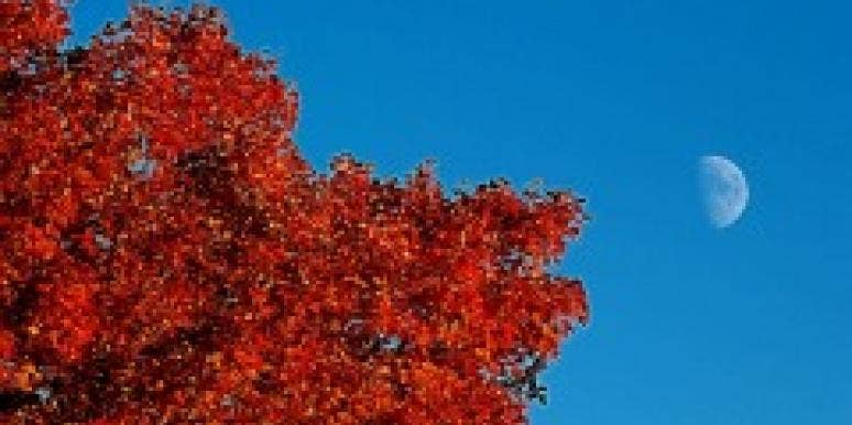 autumn moon autumn moon