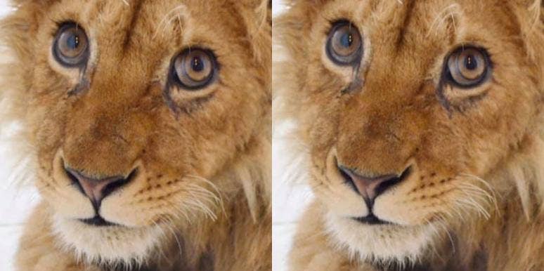 What The Rescued Baby Lion Who Was Tortured For Tourism Looks Like Today