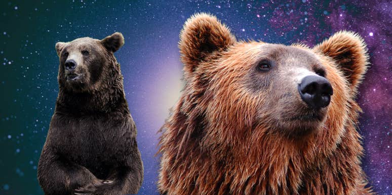 Bear Symbolism & Spiritual Meanings Of A Bear Spirit Animal | YourTango