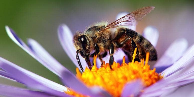 Dreaming Of Bees Bee Symbolism Totem Power Animal Meaning Yourtango