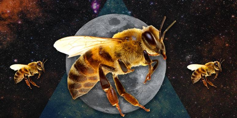 Bee Symbolism & Spiritual Meanings Of A Bee Spirit Animal bee symbolism