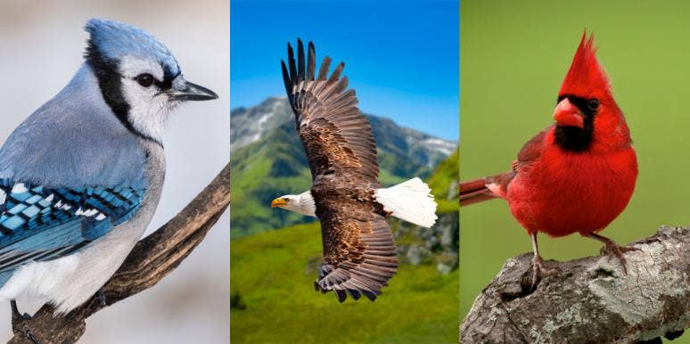 blue jay, eagle, and red cardinal