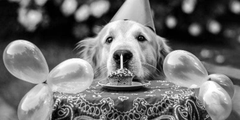 birthday dog birthday dog