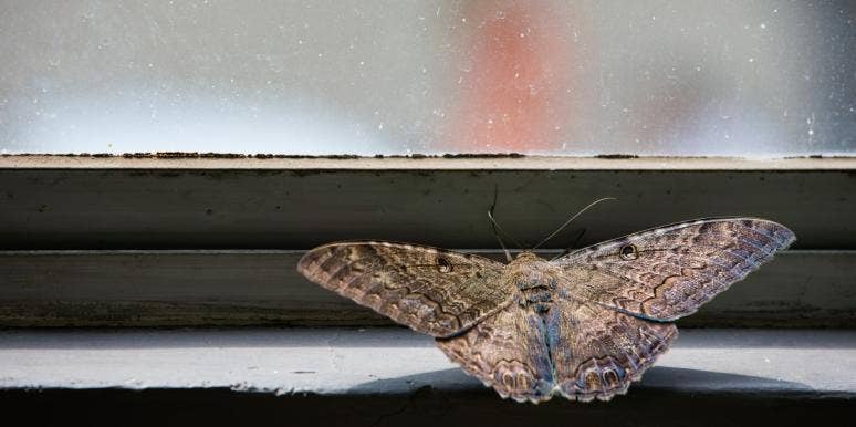 Black Witch Moth Symbolism - What It Means When A Black Moth Lands On You black witch moth