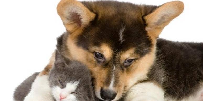 GIFs: Animals blinded by love GIFs: animals blinded by love