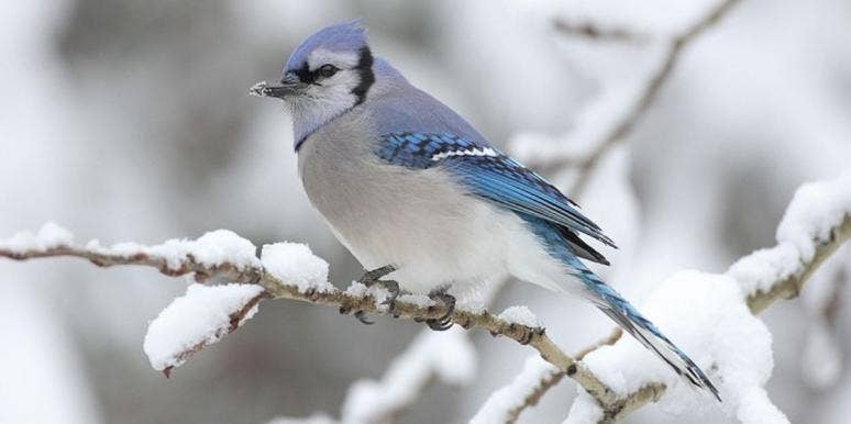 Blue Jay Symbolism: The Spiritual Meaning Of Seeing Blue Jays blue jay on a snowy branch